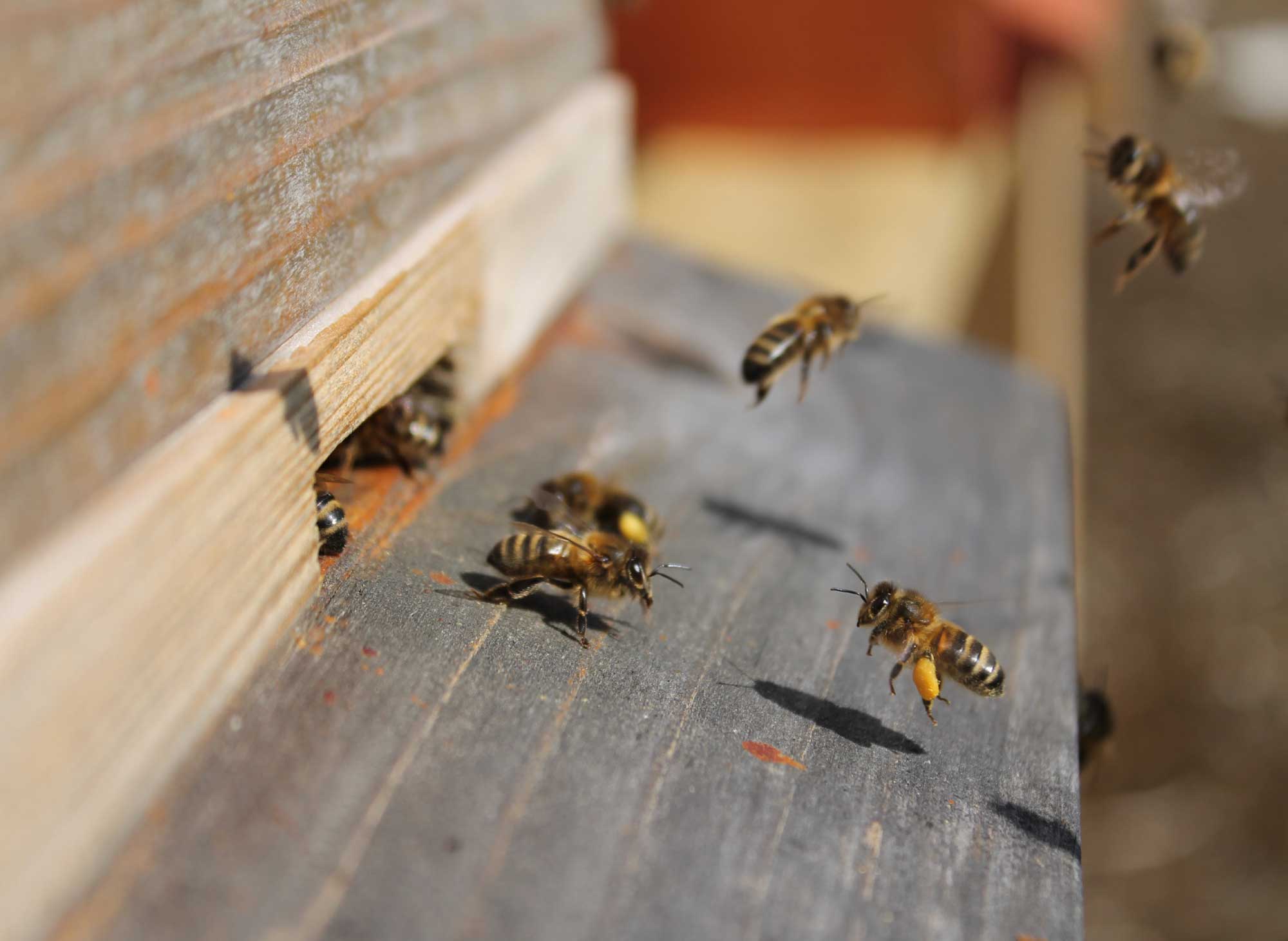 Rosemount bees
